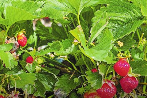 Tipps zum Pflanzen von Erdbeeren